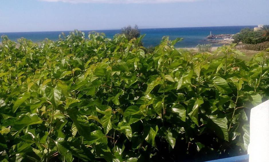 Artemis Rooms Φραγκοκάστελλο Εξωτερικό φωτογραφία